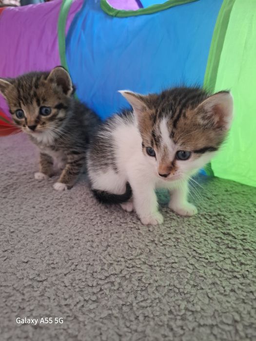 Oddam koty za darmo !!!