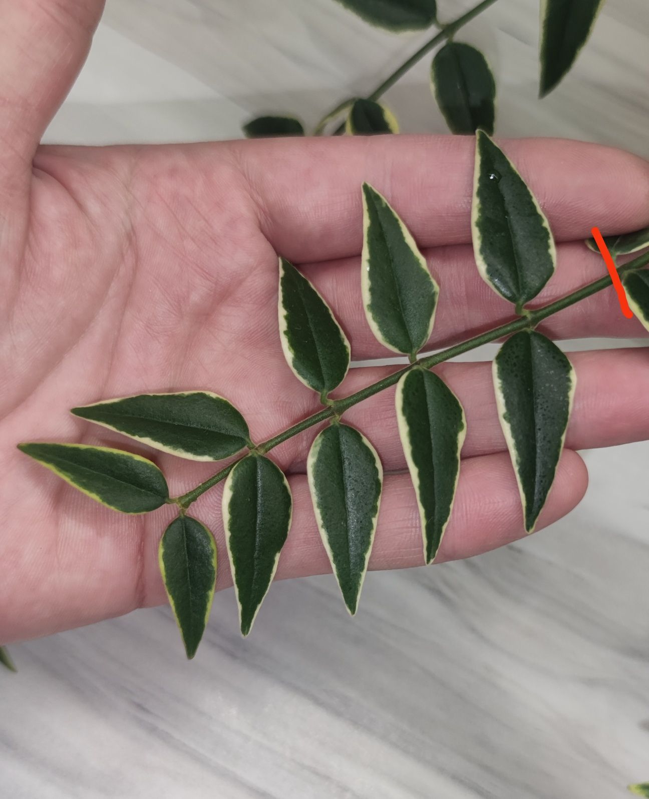 Хойя Hoya, Dischidia, Walliniana var. та ін.