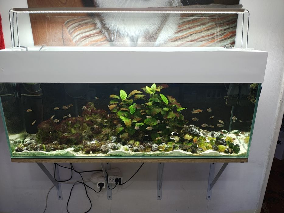 Akwarium z muszlowcami