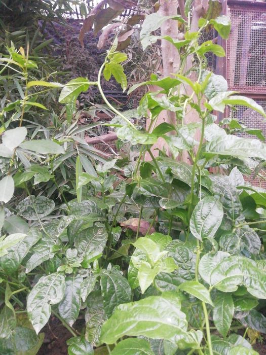 Maracujás em vaso e para transplantar