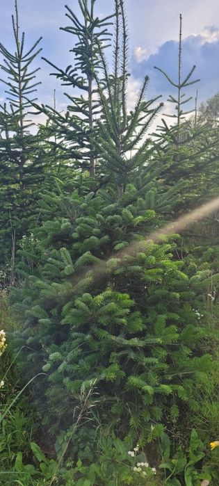 Jodła kaukaska polska