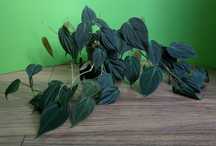 Philodendron scandens micans