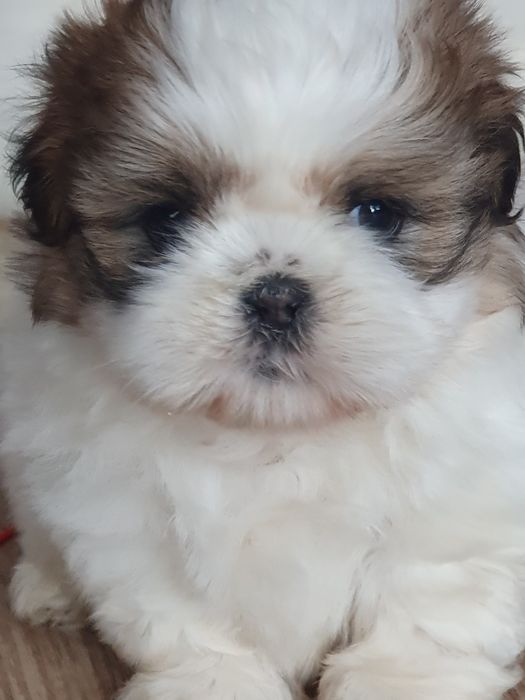Shih tzu ,/Urocze clppaki