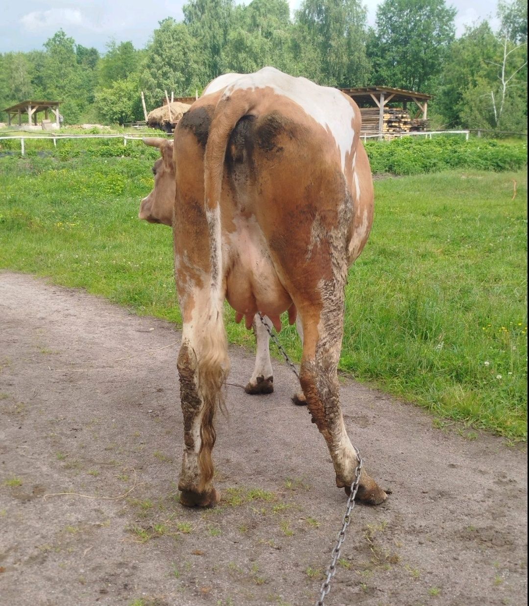 Продам молоду корову