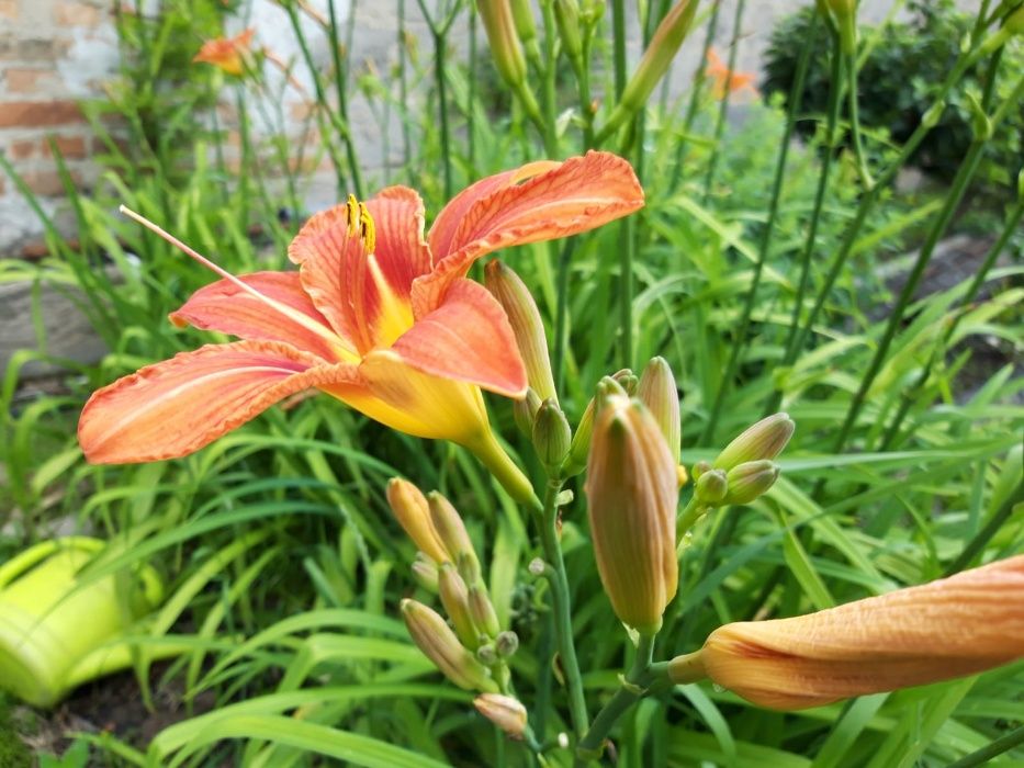 Liliowce wysokie