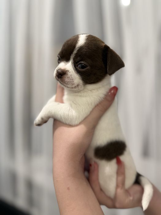 В продажі малюк чихуахуа