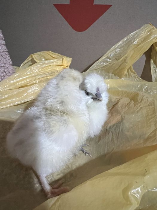 Курчата добові китайська шовкова,амераукана