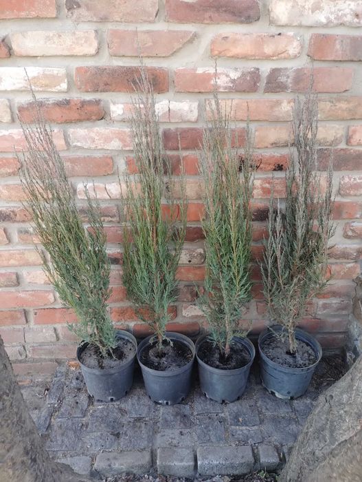 Блу Ерроу можжевельник ялівець Blue Arrow різні розміри в наявності