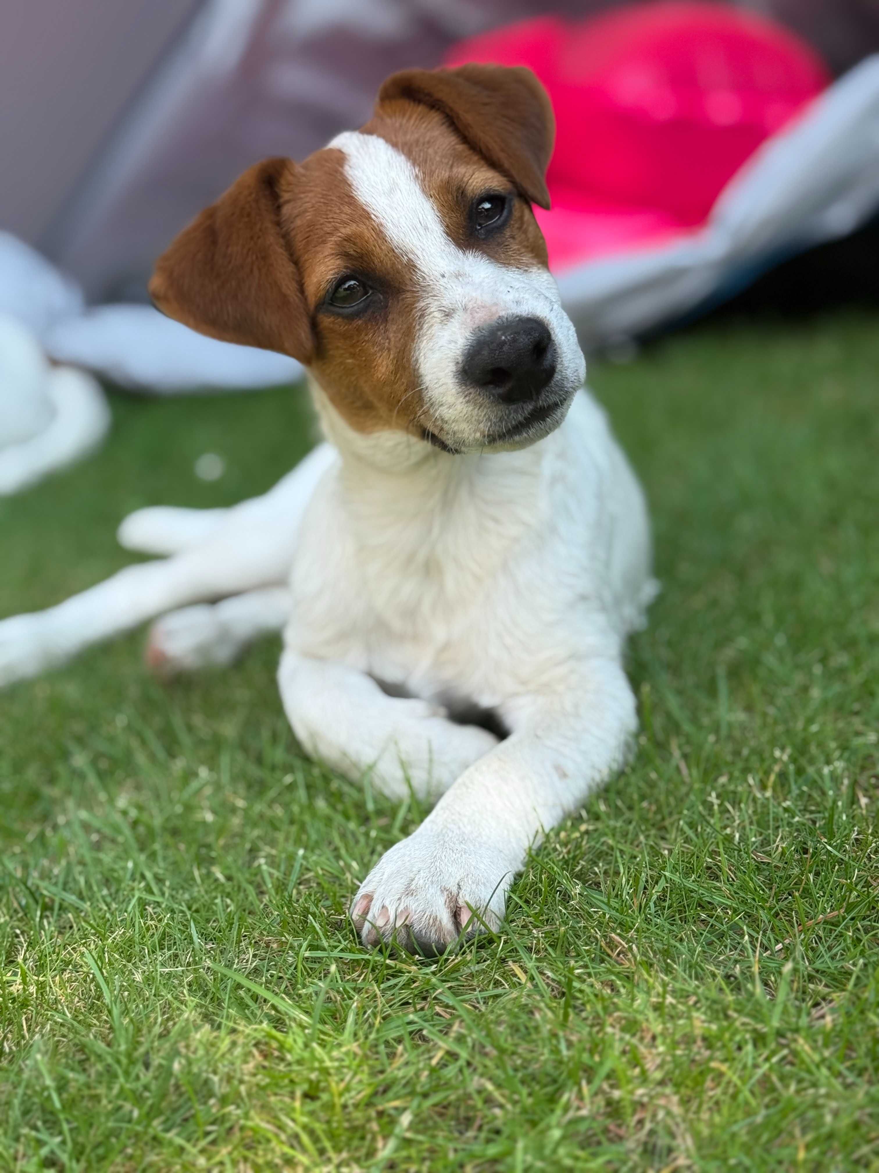 Jack Russell Terrier piesek od #SMARTIE JACKS# ready for a new home