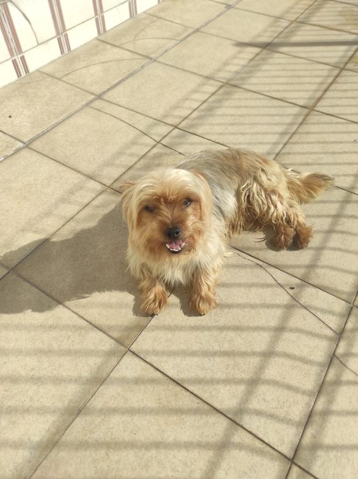 Yorkshire terrier