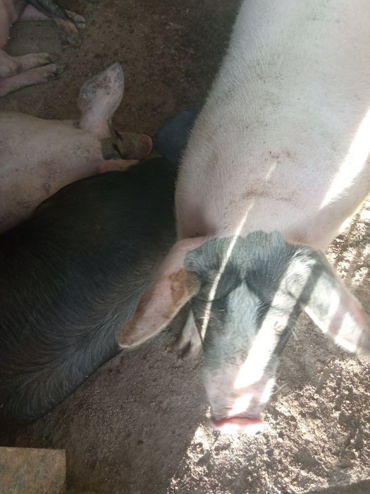 свині живою вагою 100грн.