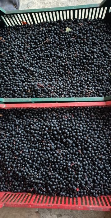 Aronia bezpośrednio od producenta, paczka 5kg.

Owoce zrywane na zamó