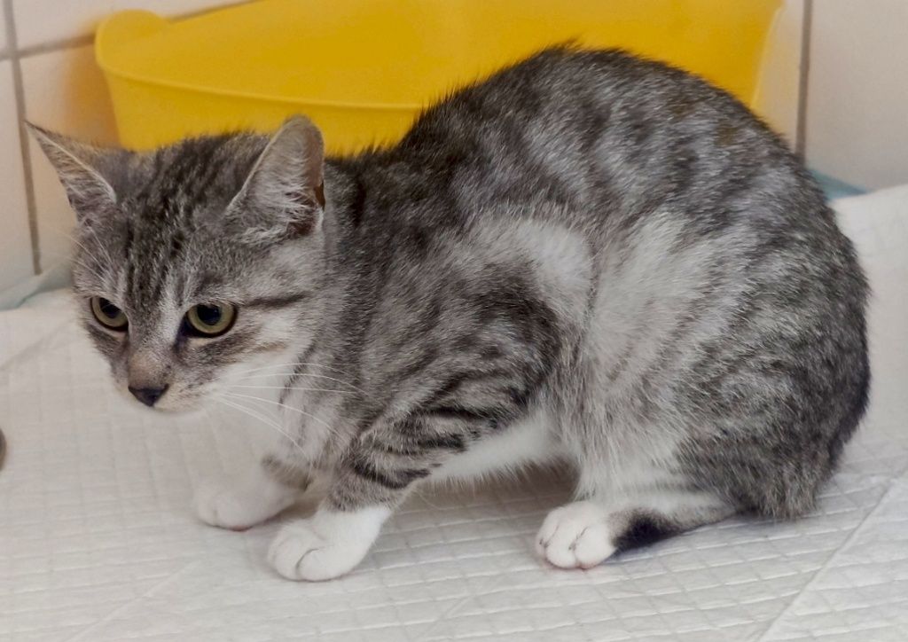 Sylwia gorąco poleca się do adopcji :)