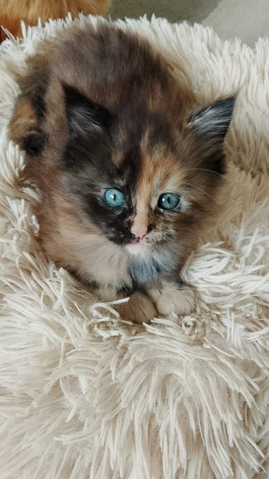 Kotka Maine Coon Rodowód FPL