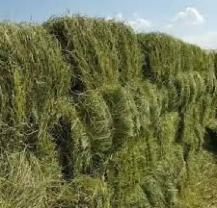 Продам сіно лугове з люцерною свіже укос 2025року