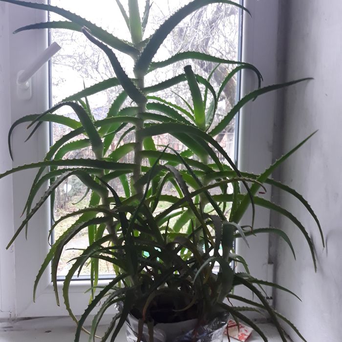 Продам цветок алое многолетний