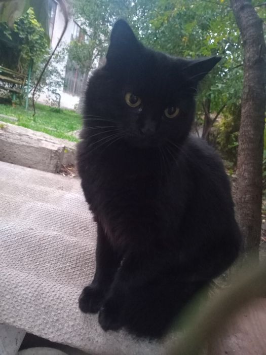 Киця в добрі руки