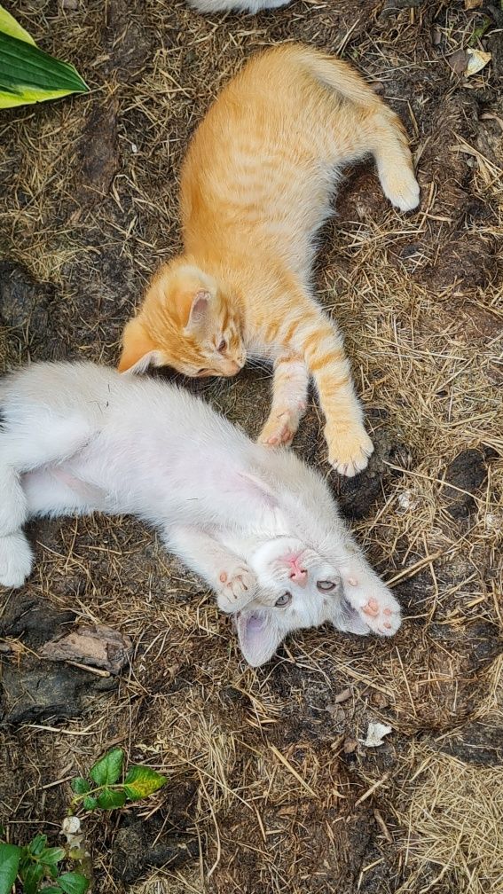 Вiддам у добрi руки чудових кошенят: