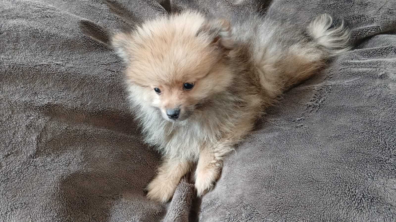 Spitz Anão - Lulu da Pomerânia