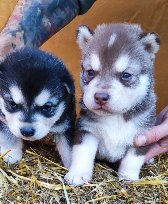 Сибірський хаскі