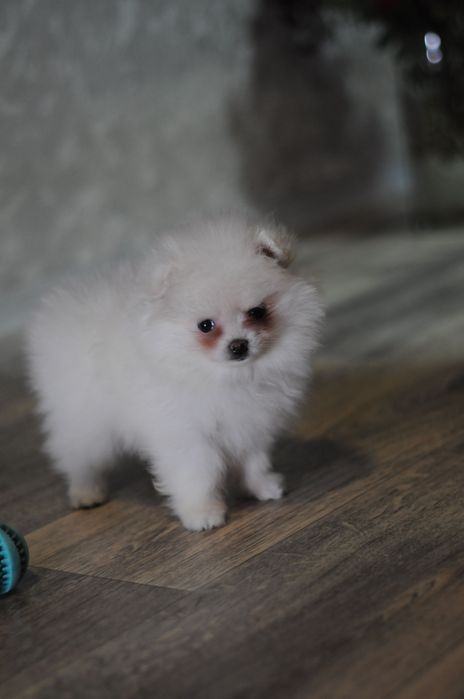 Белоснежная мини девочка померашечка