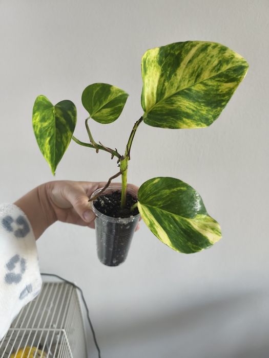 Epipremnum  neon golden photo hicolor pinnatum variegata