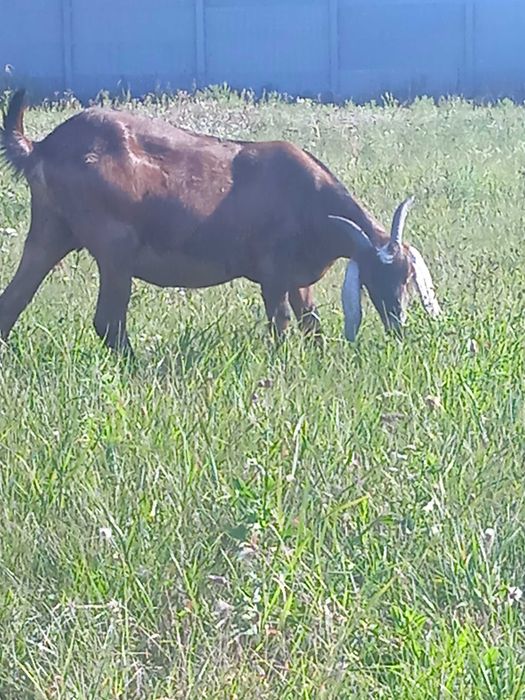 Продам кіз  50%  87.7%та 93.5  97.5% Англо Нуб підрощенних та дойних.