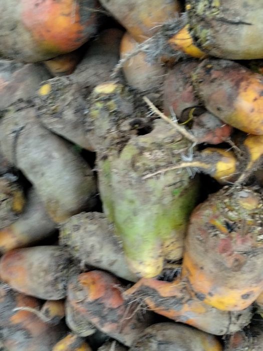 Продам курмовий буряк