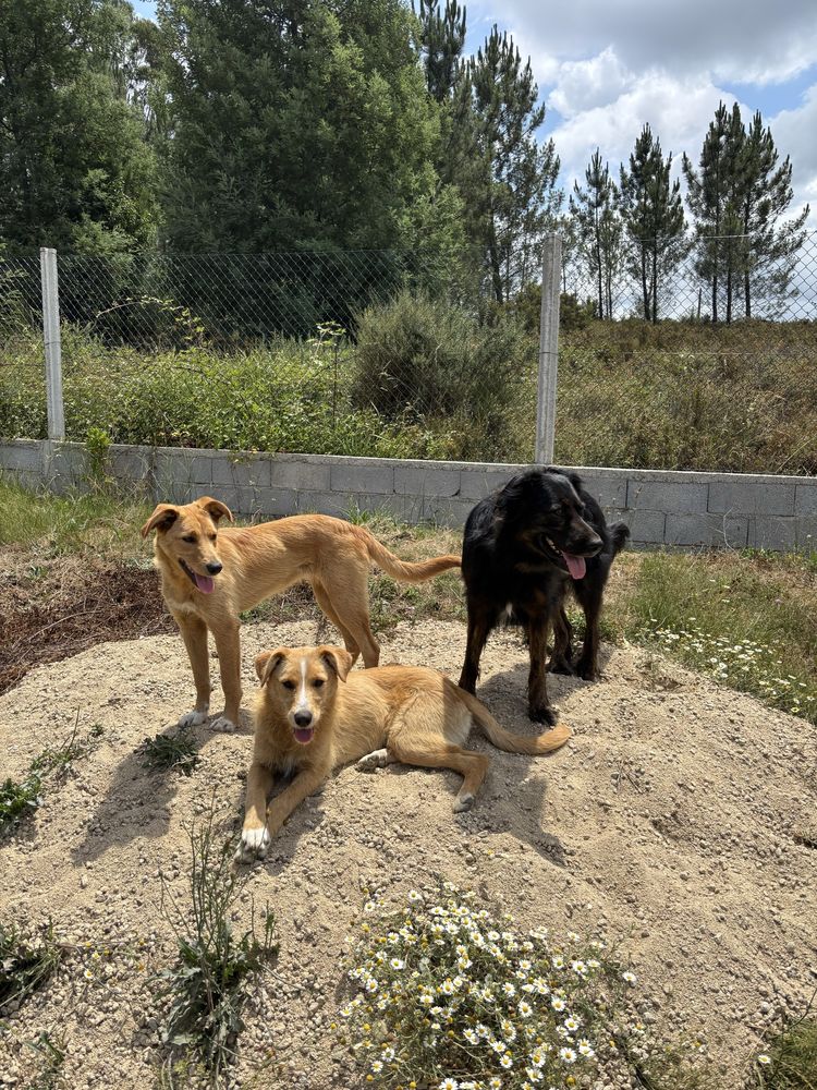 Hotel canino e pet sitting