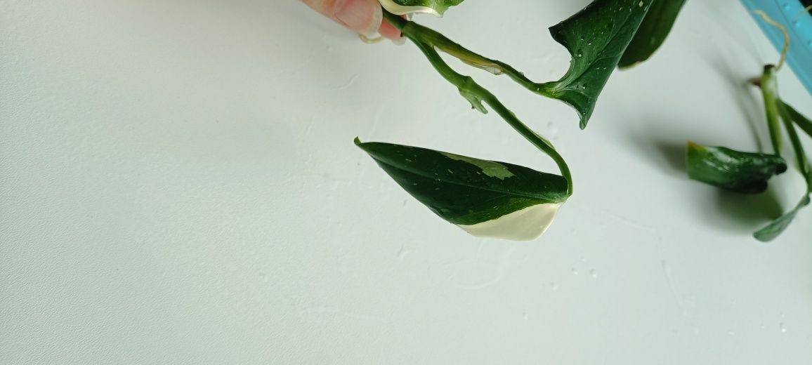 Monstera standleyana
