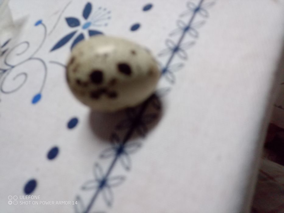 Ovos de codorniz