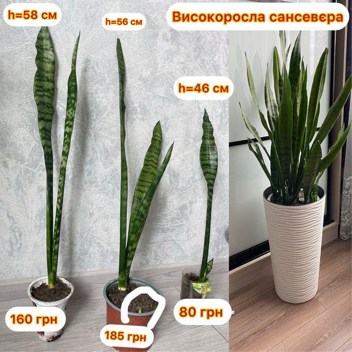 Сансевєра, санса, сансевʼєрія