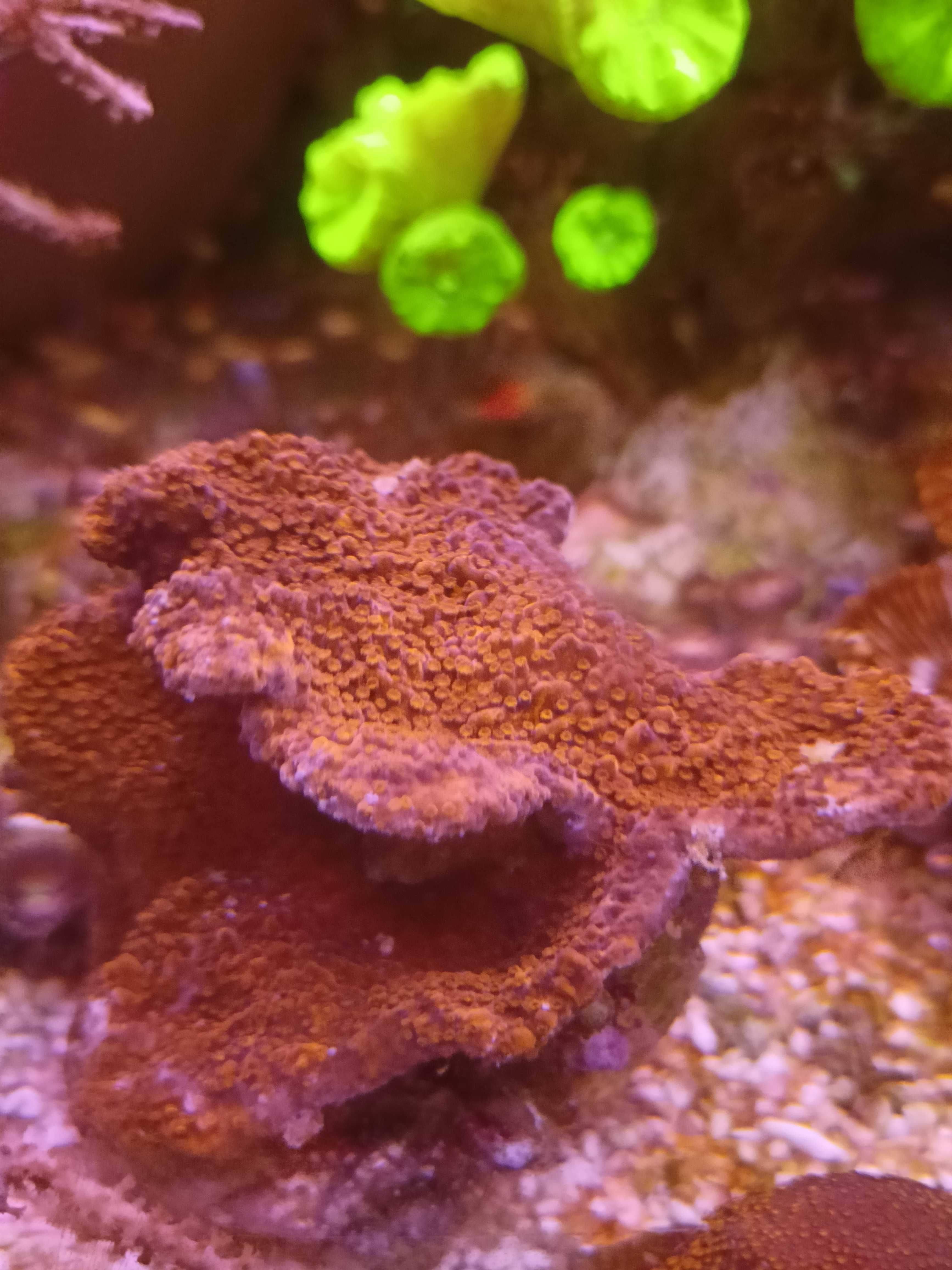 Montipora capricornis czerwono-pomarańczowa. Morskie