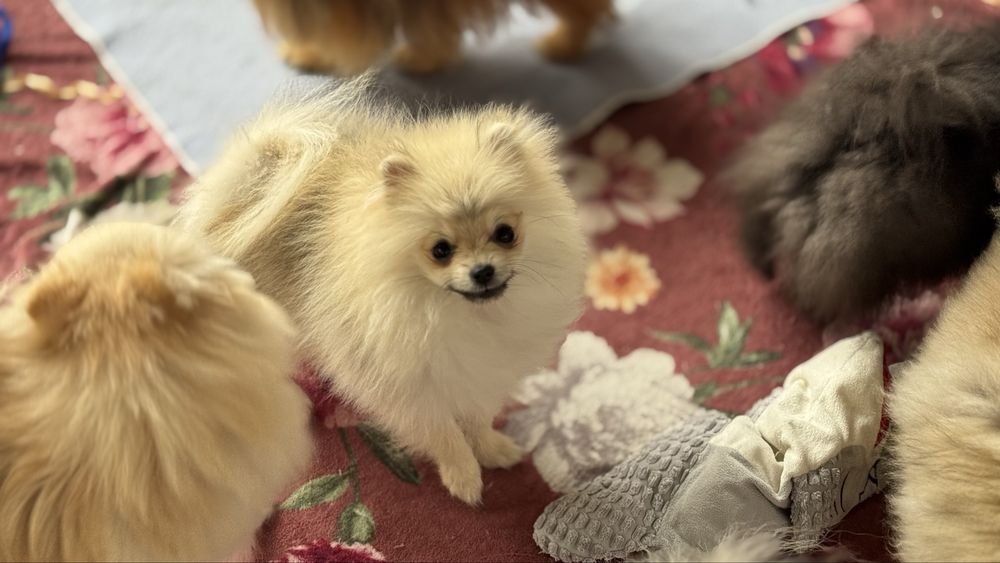 Szpic miniaturowy pomeranian FCI