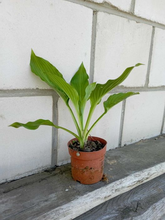 Hosta zielona sadzonki