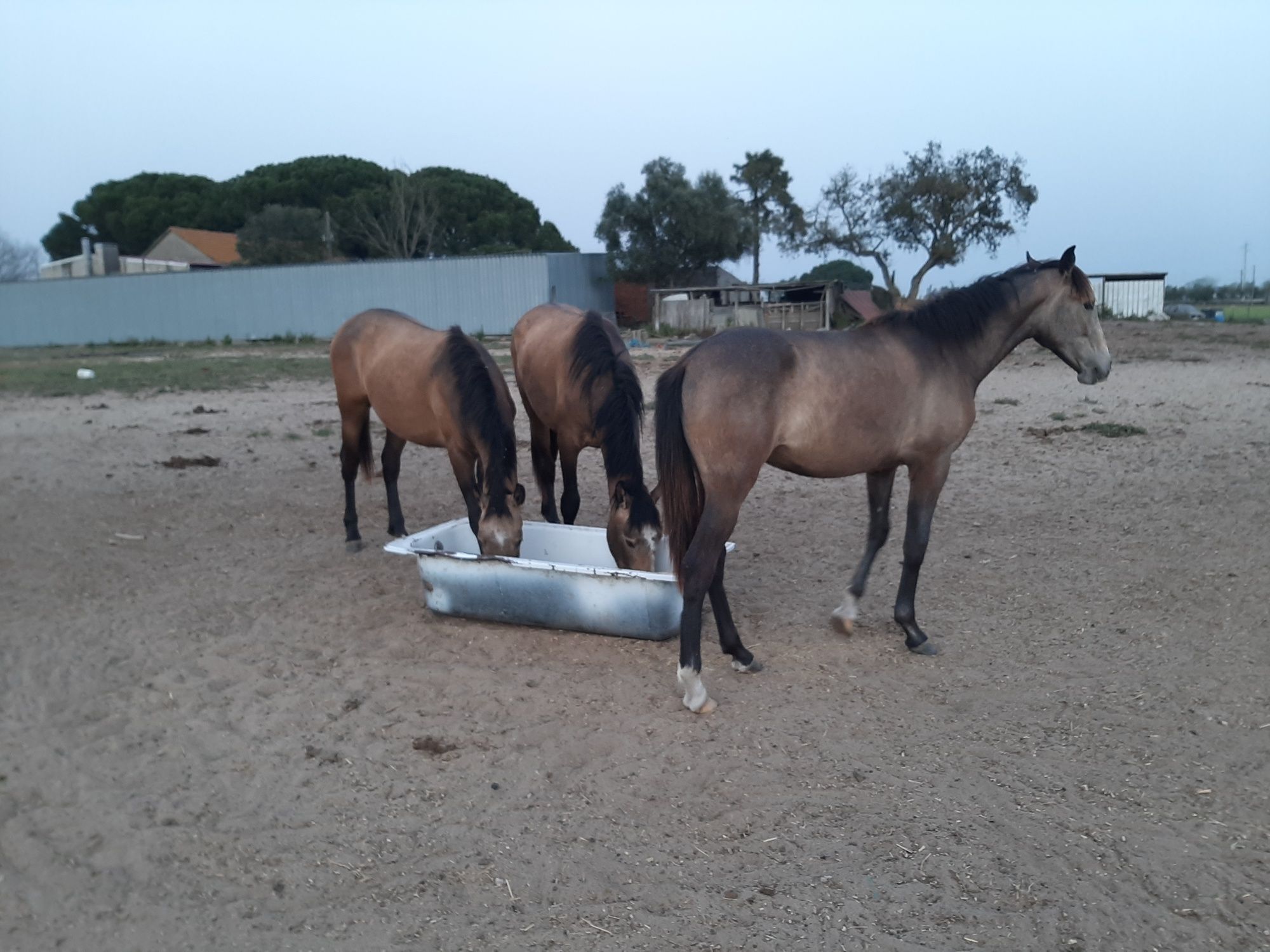 Vendo varios cavalos, a variados preços