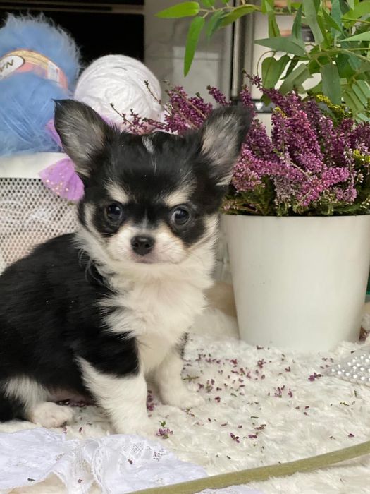 Wyjątkowy długowłosy piesek chihuahua FCI