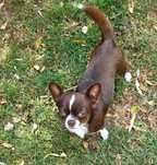 Chihuahua krótkowlosa sunia do dalszej hodowli 18 miesiecy