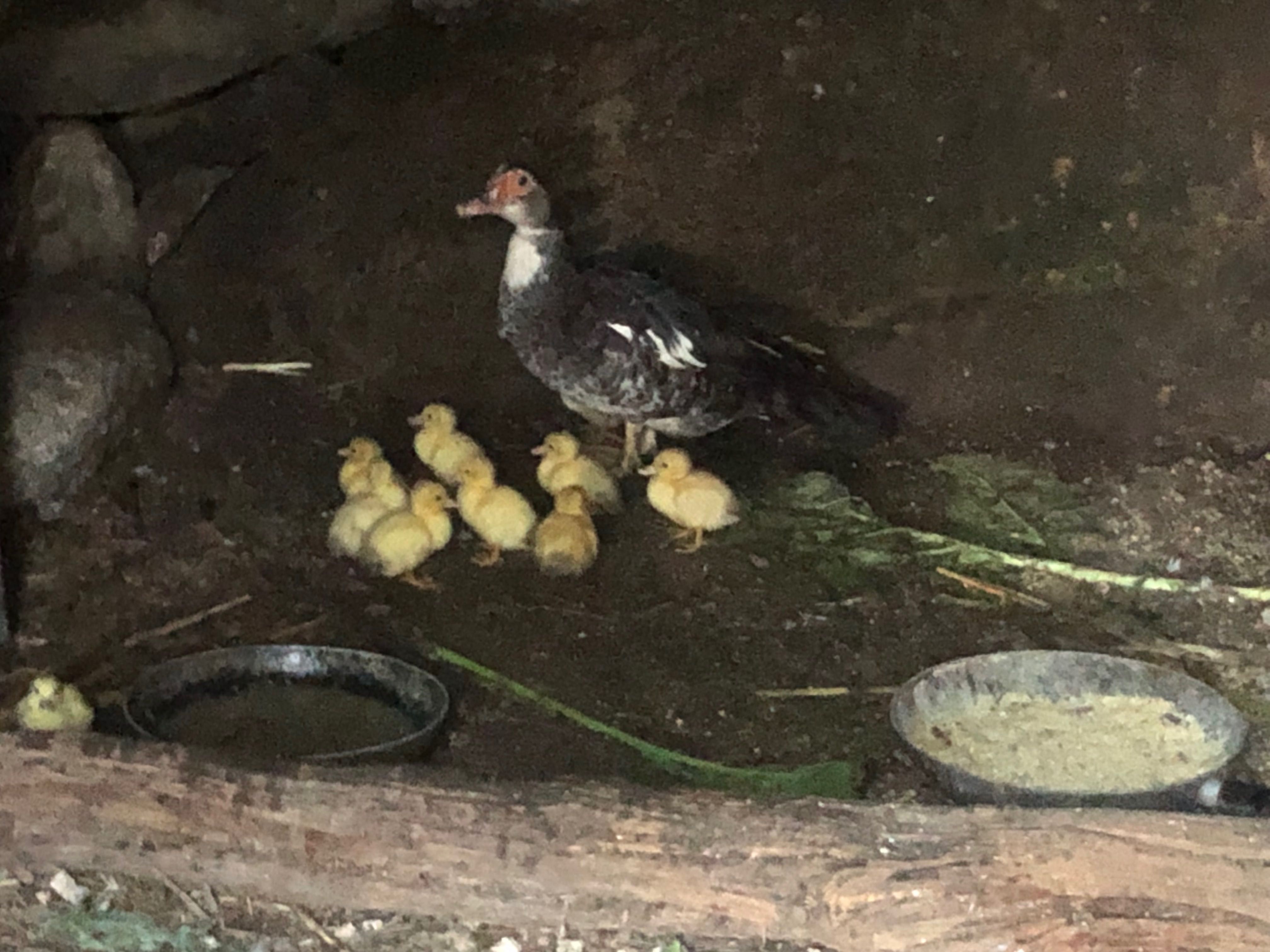 Pata com 11 patos pequenos