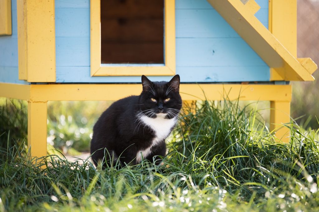 Kocurek Figo do adopcji!