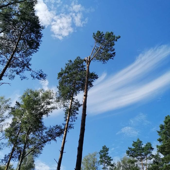 wycinka podcinka drzew Trudnych -malowanie dachów -mulczer