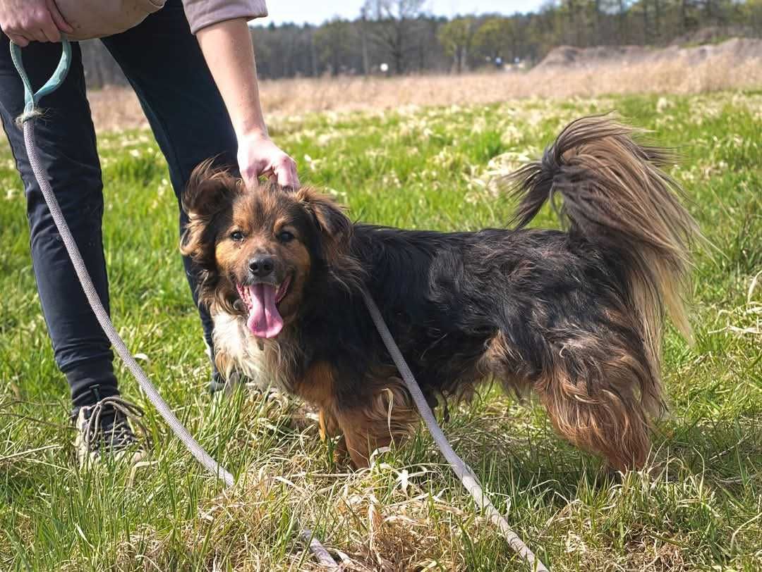 Pinky szuka swojego człowieka ADOPCJA