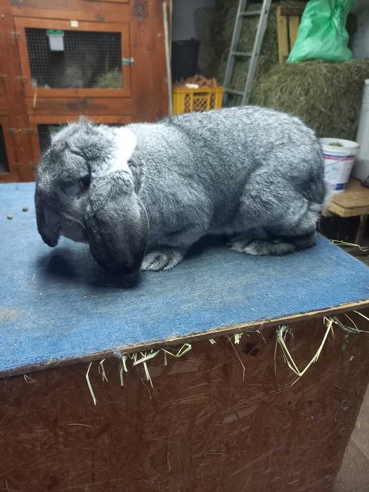 Baran francuski szynszylowy samiec szynszyl rodowód