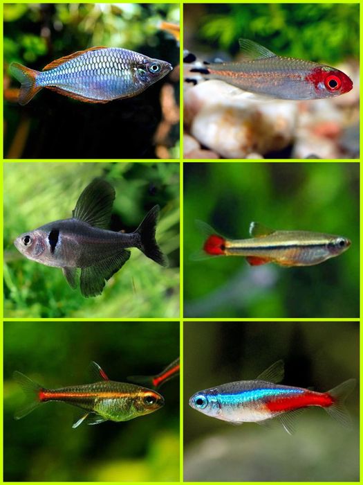 Aquasousa.com - Tetras, Guppys, Corydoras, Neons e muito muito mais...