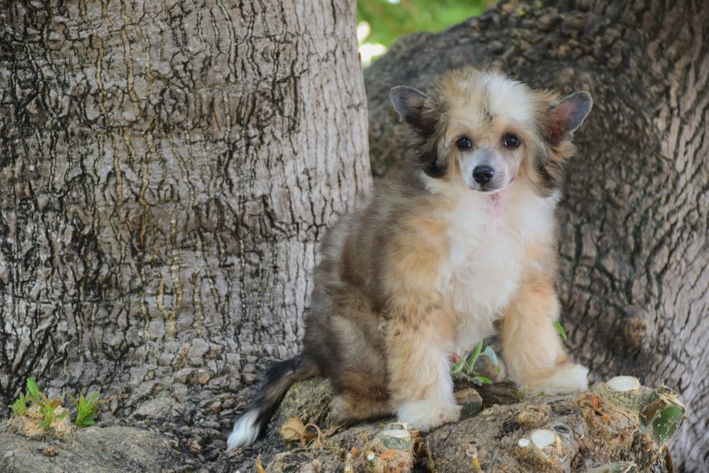 Cão de Crista Chines - Variedade Powderpuff
