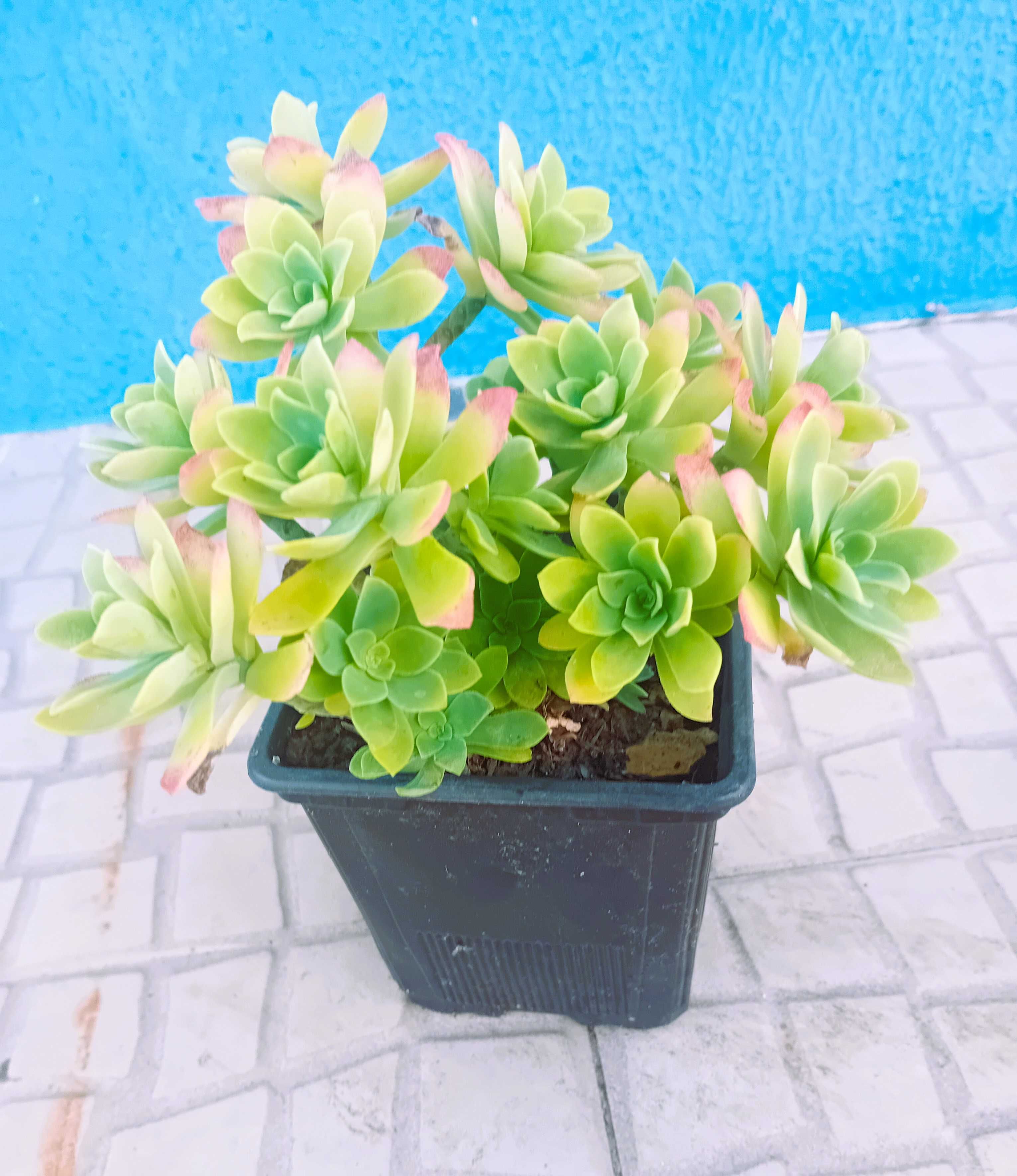 Sedum Palmerii suculenta