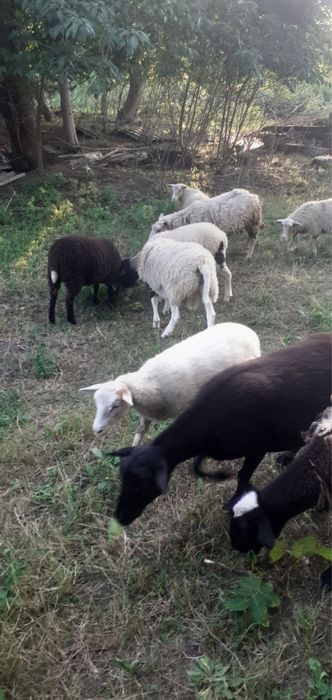 Продам баранів ціна договорна