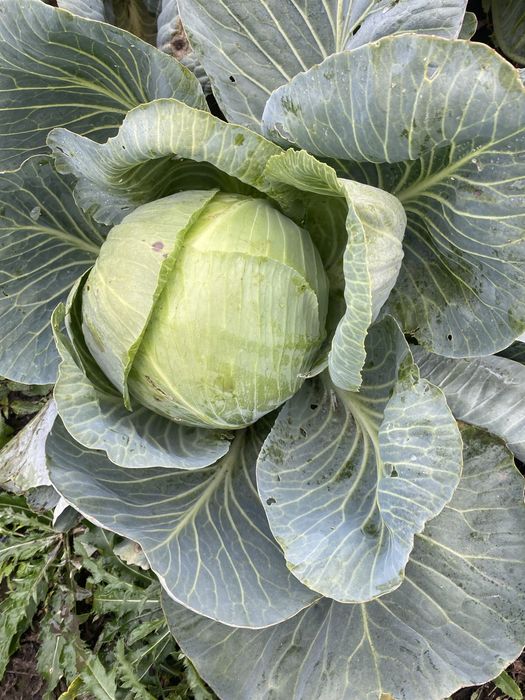 Продам капусту (є обєм)