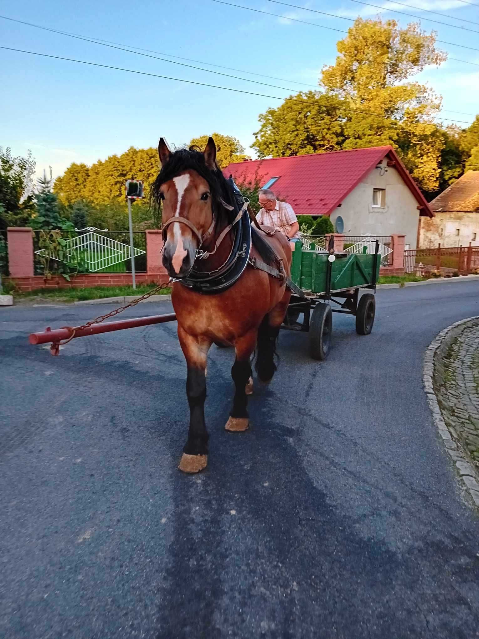 Ogier Zimnokrwisty typ sztumski