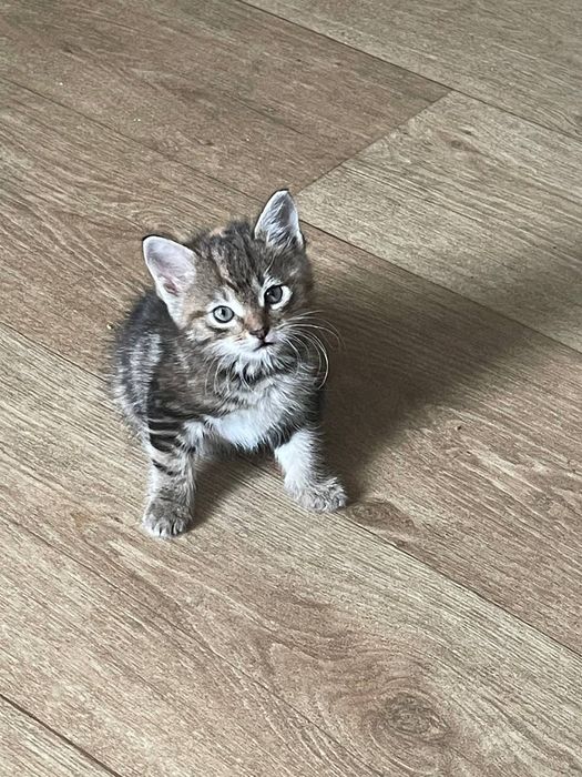 Кошеня дівчинка 1,5 місяця